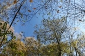 Forêt de Montgé